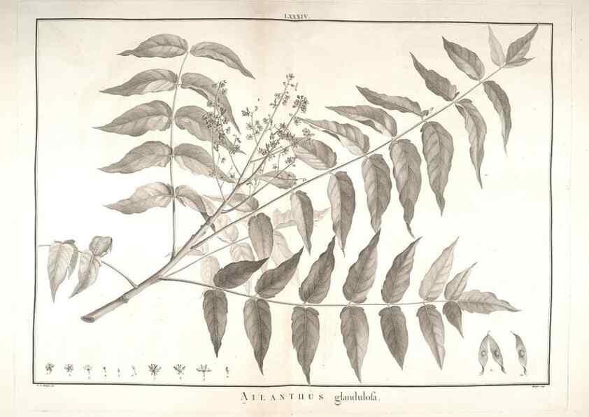 Reproducción/Reproduction 48826814662: Stirpes novae :. Parisiis :ex typographia Philippi-Dionysii Pierres,1784-85.. 