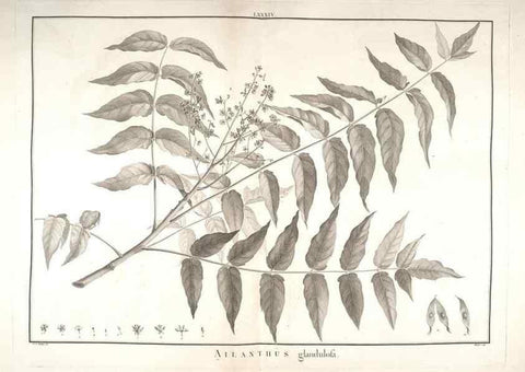 Reproducción/Reproduction 48826814662: Stirpes novae :. Parisiis :ex typographia Philippi-Dionysii Pierres,1784-85.. 