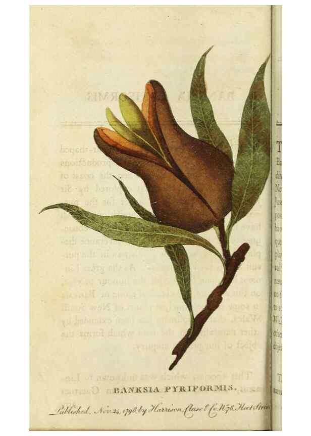 Reproducción/Reproduction 48826626508: The Naturalist's Pocket Magazine or compleat cabinet of the curiosities and beauties of nature.. London.. 