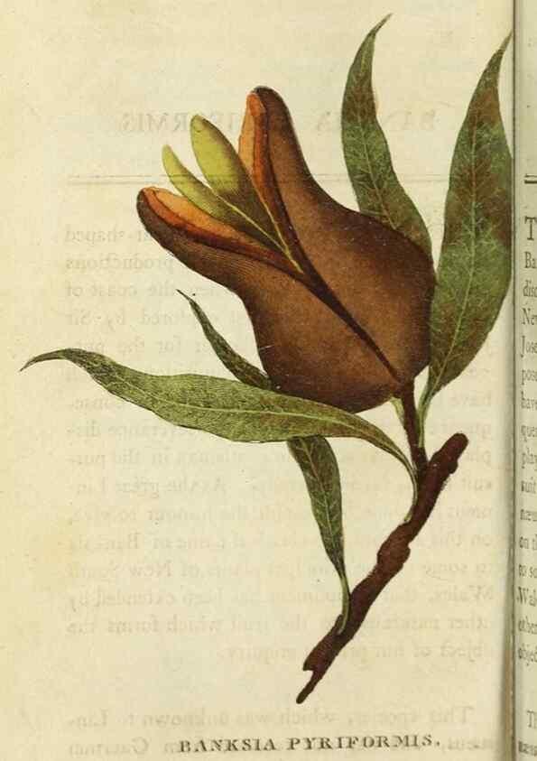 Reproducción/Reproduction 48826626508: The Naturalist's Pocket Magazine or compleat cabinet of the curiosities and beauties of nature.. London.. 