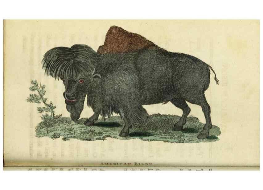 Reproducción/Reproduction 48826626893: The Naturalist's Pocket Magazine or compleat cabinet of the curiosities and beauties of nature.. London.. 