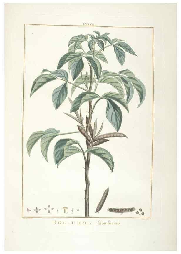 Reproducción/Reproduction 48826656126: Stirpes novae :. Parisiis :ex typographia Philippi-Dionysii Pierres,1784-85.. 