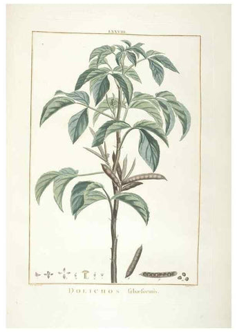 Reproducción/Reproduction 48826656126: Stirpes novae :. Parisiis :ex typographia Philippi-Dionysii Pierres,1784-85.. 