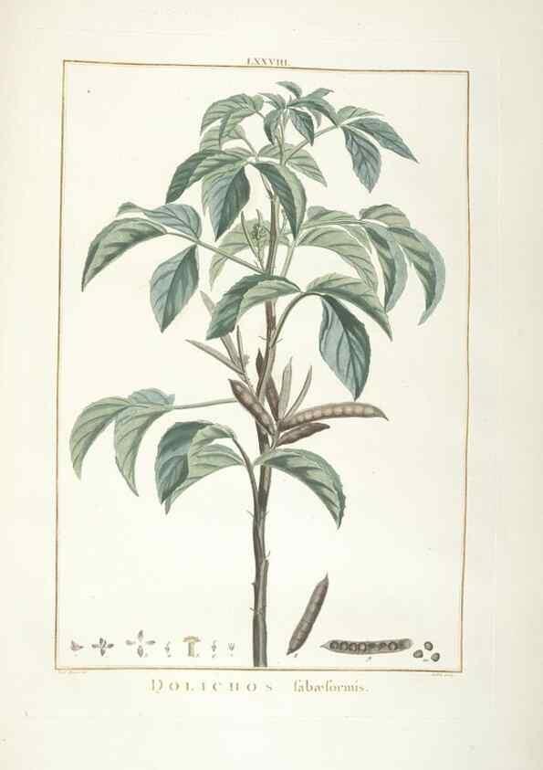 Reproducción/Reproduction 48826656126: Stirpes novae :. Parisiis :ex typographia Philippi-Dionysii Pierres,1784-85.. 