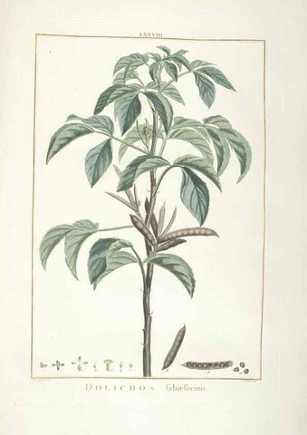 Reproducción/Reproduction 48826656126: Stirpes novae :. Parisiis :ex typographia Philippi-Dionysii Pierres,1784-85.. 