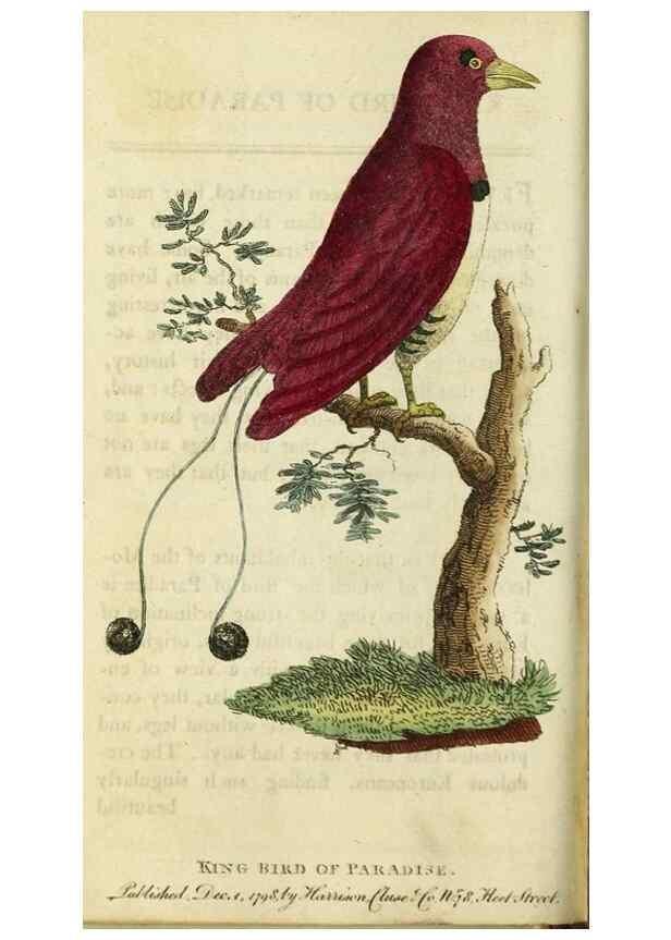 Reproducción/Reproduction 48826627333: The Naturalist's Pocket Magazine or compleat cabinet of the curiosities and beauties of nature.. London.. 