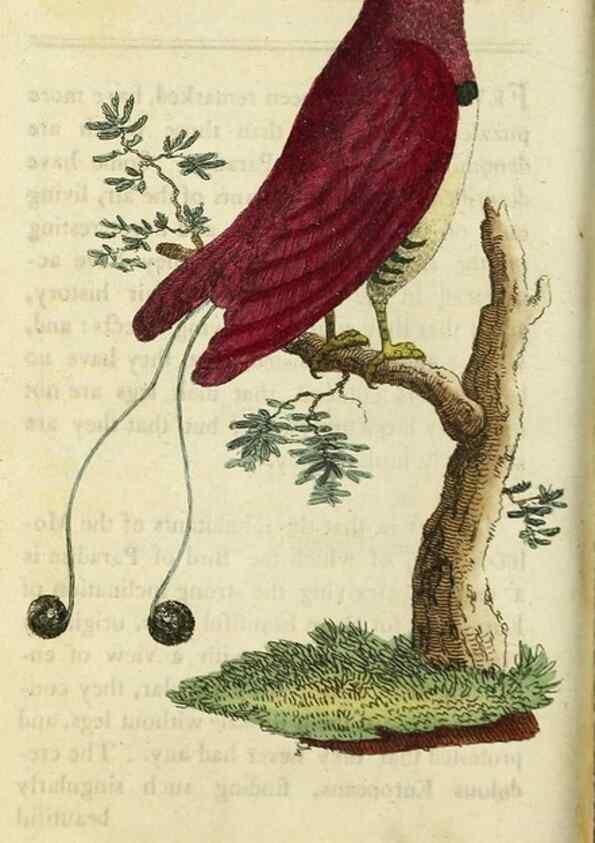 Reproducción/Reproduction 48826627333: The Naturalist's Pocket Magazine or compleat cabinet of the curiosities and beauties of nature.. London.. 