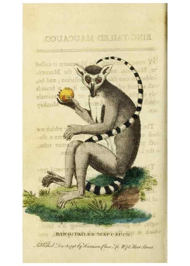 Reproducción/Reproduction 48827158902: The Naturalist's Pocket Magazine or compleat cabinet of the curiosities and beauties of nature.. London.. 