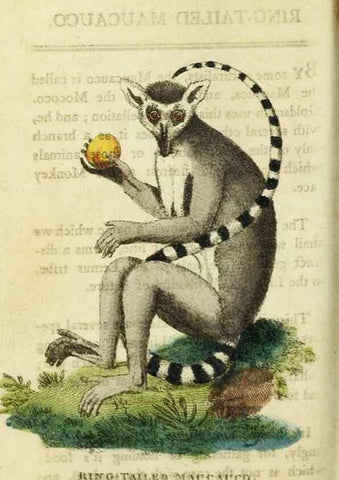 Reproducción/Reproduction 48827158902: The Naturalist's Pocket Magazine or compleat cabinet of the curiosities and beauties of nature.. London.. 