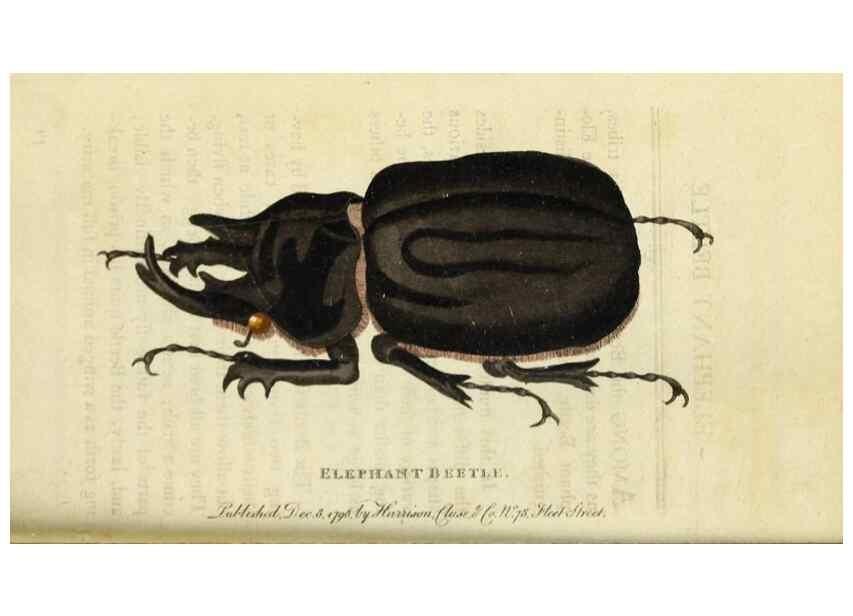 Reproducción/Reproduction 48826629028: The Naturalist's Pocket Magazine or compleat cabinet of the curiosities and beauties of nature.. London.. 