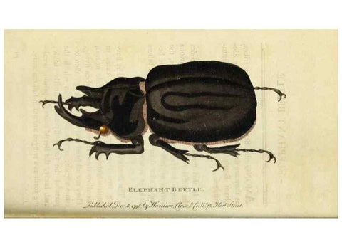 Reproducción/Reproduction 48826629028: The Naturalist's Pocket Magazine or compleat cabinet of the curiosities and beauties of nature.. London.. 
