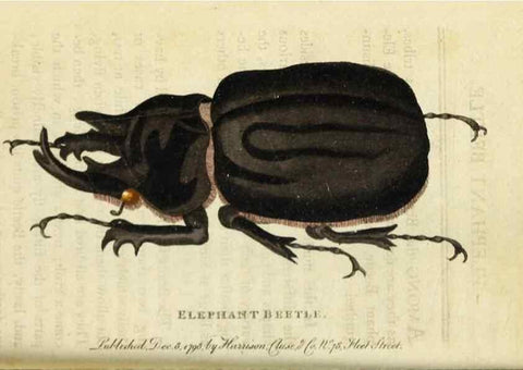 Reproducción/Reproduction 48826629028: The Naturalist's Pocket Magazine or compleat cabinet of the curiosities and beauties of nature.. London.. 