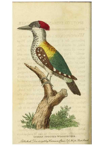 Reproducción/Reproduction 48826629913: The Naturalist's Pocket Magazine or compleat cabinet of the curiosities and beauties of nature.. London.. 