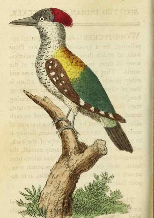 Reproducción/Reproduction 48826629913: The Naturalist's Pocket Magazine or compleat cabinet of the curiosities and beauties of nature.. London.. 