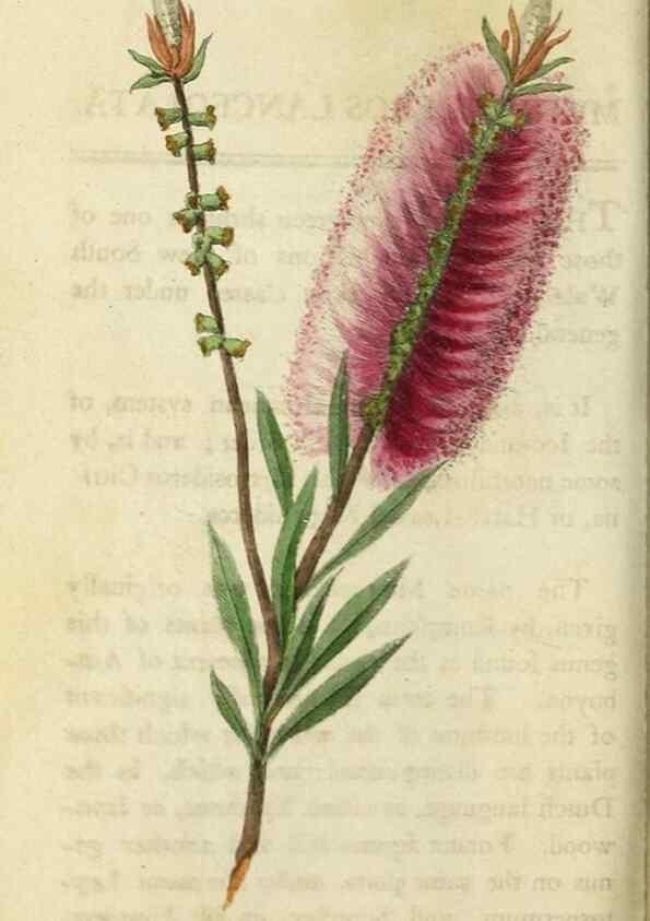 Reproducción/Reproduction 48826630218: The Naturalist's Pocket Magazine or compleat cabinet of the curiosities and beauties of nature.. London.. 