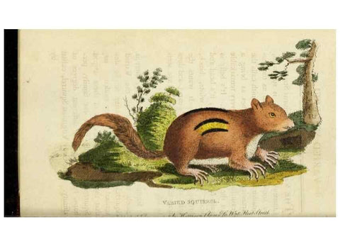 Reproducción/Reproduction 48826630563: The Naturalist's Pocket Magazine or compleat cabinet of the curiosities and beauties of nature.. London.. 