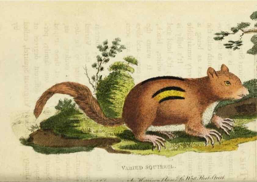 Reproducción/Reproduction 48826630563: The Naturalist's Pocket Magazine or compleat cabinet of the curiosities and beauties of nature.. London.. 