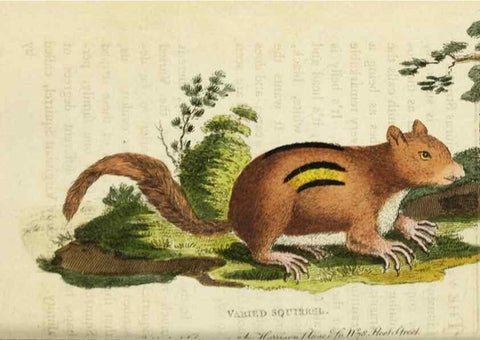 Reproducción/Reproduction 48826630563: The Naturalist's Pocket Magazine or compleat cabinet of the curiosities and beauties of nature.. London.. 
