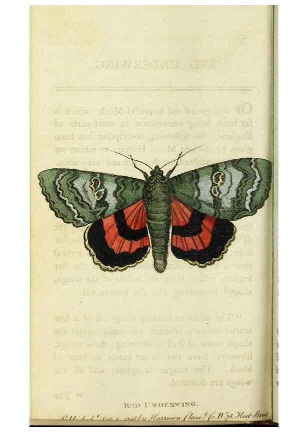 Reproducción/Reproduction 48827002151: The Naturalist's Pocket Magazine or compleat cabinet of the curiosities and beauties of nature.. London.. 