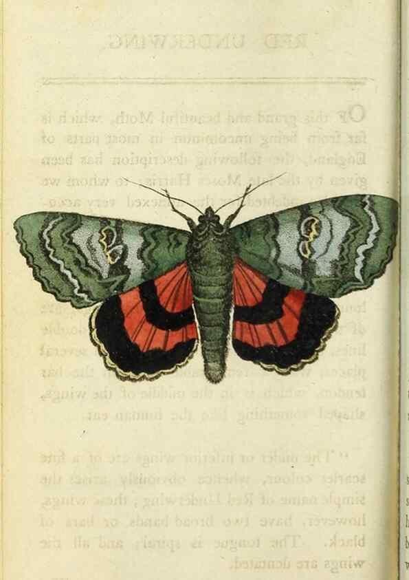 Reproducción/Reproduction 48827002151: The Naturalist's Pocket Magazine or compleat cabinet of the curiosities and beauties of nature.. London.. 