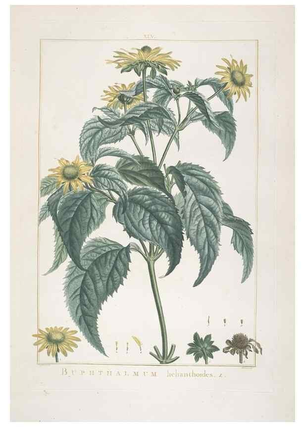 Reproducción/Reproduction 48826639686: Stirpes novae :. Parisiis :ex typographia Philippi-Dionysii Pierres,1784-85.. 