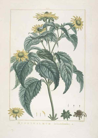 Reproducción/Reproduction 48826639686: Stirpes novae :. Parisiis :ex typographia Philippi-Dionysii Pierres,1784-85.. 