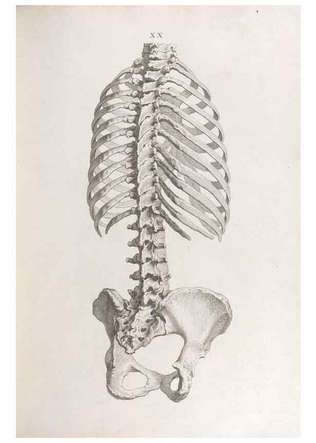 Reproducción/Reproduction 48832454298: Osteographia, or the Anatomy of the Bones.. London,1733.. 