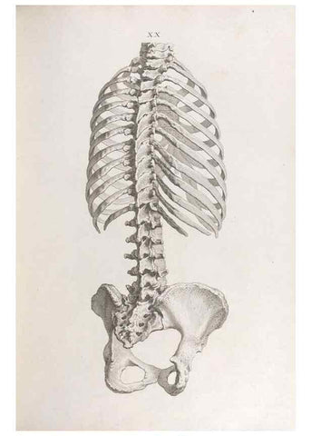 Reproducción/Reproduction 48832454298: Osteographia, or the Anatomy of the Bones.. London,1733.. 