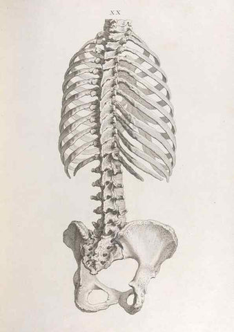 Reproducción/Reproduction 48832454298: Osteographia, or the Anatomy of the Bones.. London,1733.. 