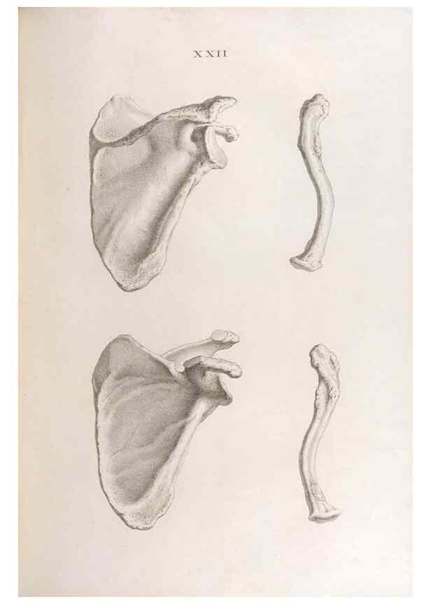 Reproducción/Reproduction 48832990962: Osteographia, or the Anatomy of the Bones.. London,1733.. 