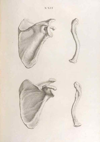 Reproducción/Reproduction 48832990962: Osteographia, or the Anatomy of the Bones.. London,1733.. 