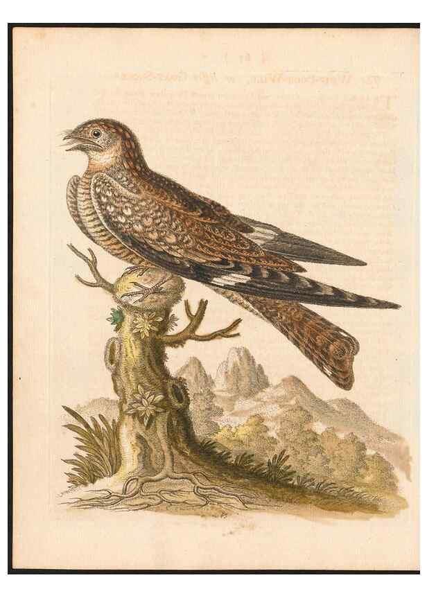 Reproducción/Reproduction 48833319501: A natural history of uncommon birds :. London :Printed for the author, at the College of Physicians in Warwick-Lane,1743-1751.. 