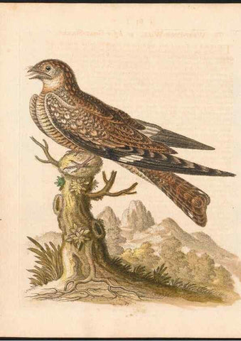 Reproducción/Reproduction 48833319501: A natural history of uncommon birds :. London :Printed for the author, at the College of Physicians in Warwick-Lane,1743-1751.. 