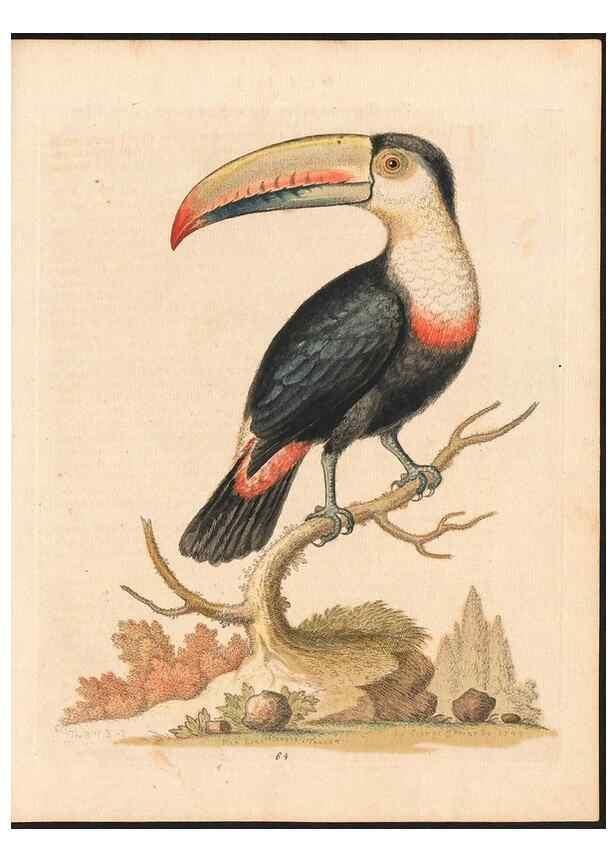 Reproducción/Reproduction 48832946883: A natural history of uncommon birds :. London :Printed for the author, at the College of Physicians in Warwick-Lane,1743-1751.. 