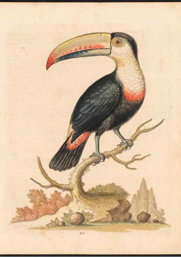 Reproducción/Reproduction 48832946883: A natural history of uncommon birds :. London :Printed for the author, at the College of Physicians in Warwick-Lane,1743-1751.. 