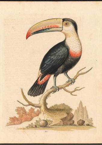 Reproducción/Reproduction 48832946883: A natural history of uncommon birds :. London :Printed for the author, at the College of Physicians in Warwick-Lane,1743-1751.. 