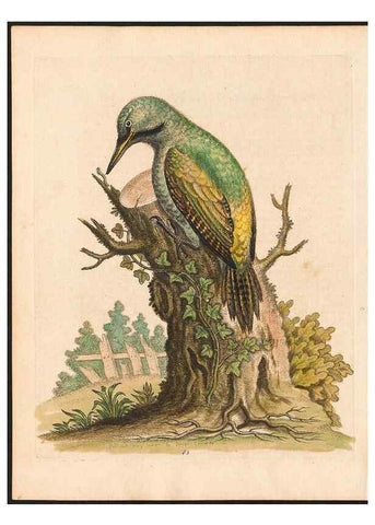 Reproducción/Reproduction 48833320456: A natural history of uncommon birds :. London :Printed for the author, at the College of Physicians in Warwick-Lane,1743-1751.. 