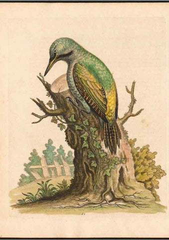 Reproducción/Reproduction 48833320456: A natural history of uncommon birds :. London :Printed for the author, at the College of Physicians in Warwick-Lane,1743-1751.. 