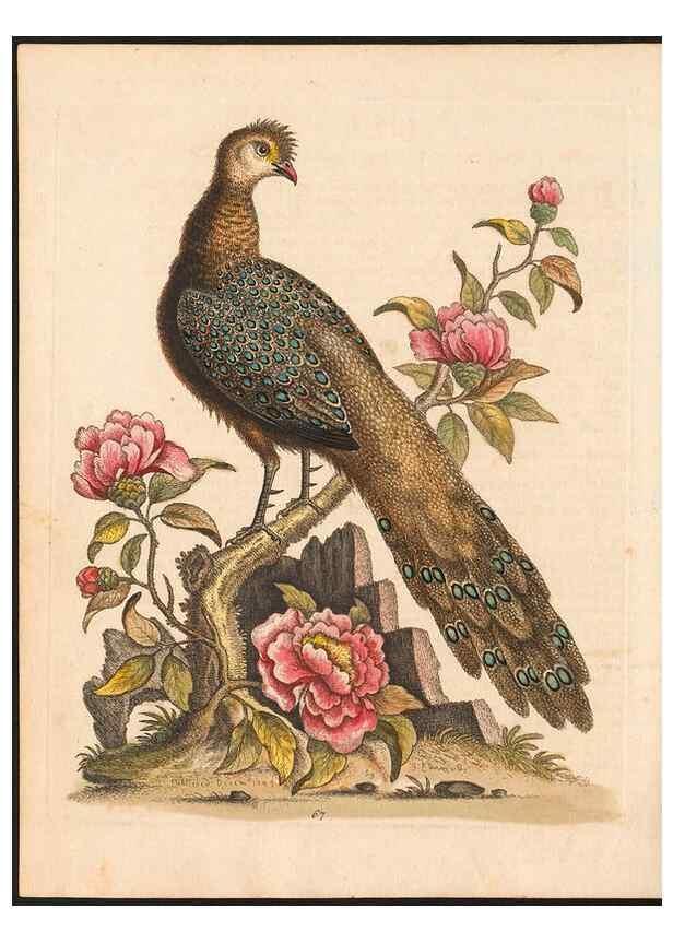 Reproducción/Reproduction 48833488347: A natural history of uncommon birds :. London :Printed for the author, at the College of Physicians in Warwick-Lane,1743-1751.. 