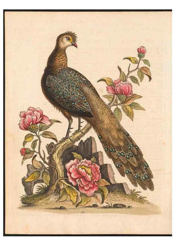 Reproducción/Reproduction 48833488347: A natural history of uncommon birds :. London :Printed for the author, at the College of Physicians in Warwick-Lane,1743-1751.. 