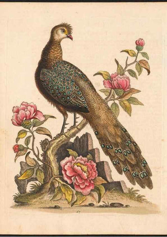 Reproducción/Reproduction 48833488347: A natural history of uncommon birds :. London :Printed for the author, at the College of Physicians in Warwick-Lane,1743-1751.. 