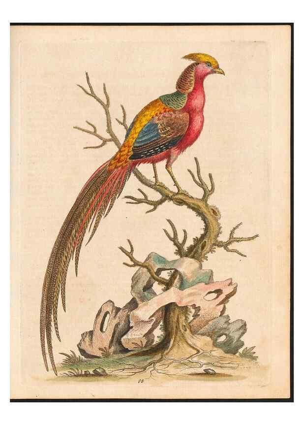 Reproducción/Reproduction 48832948813: A natural history of uncommon birds :. London :Printed for the author, at the College of Physicians in Warwick-Lane,1743-1751.. 