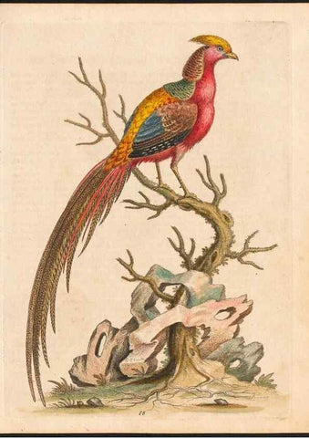 Reproducción/Reproduction 48832948813: A natural history of uncommon birds :. London :Printed for the author, at the College of Physicians in Warwick-Lane,1743-1751.. 