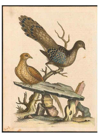 Reproducción/Reproduction 48833322296: A natural history of uncommon birds :. London :Printed for the author, at the College of Physicians in Warwick-Lane,1743-1751.. 