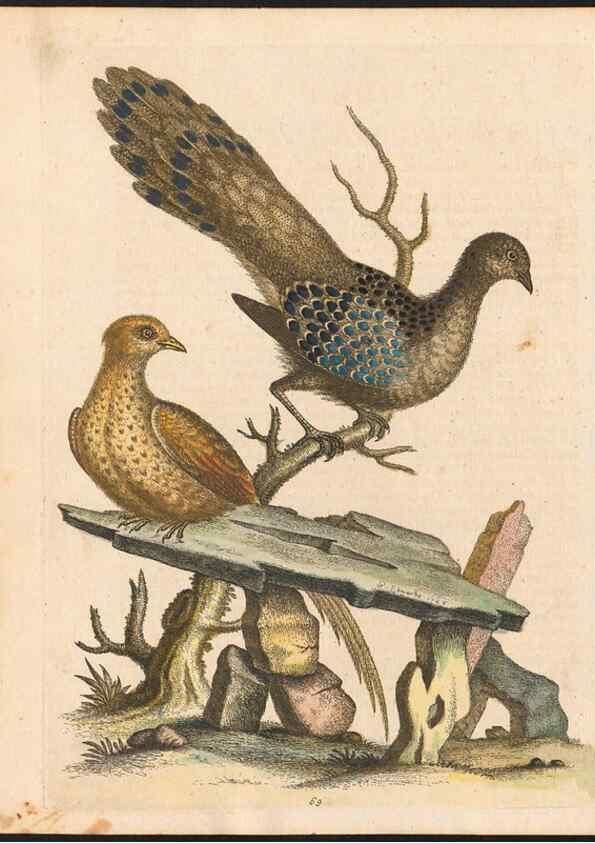 Reproducción/Reproduction 48833322296: A natural history of uncommon birds :. London :Printed for the author, at the College of Physicians in Warwick-Lane,1743-1751.. 