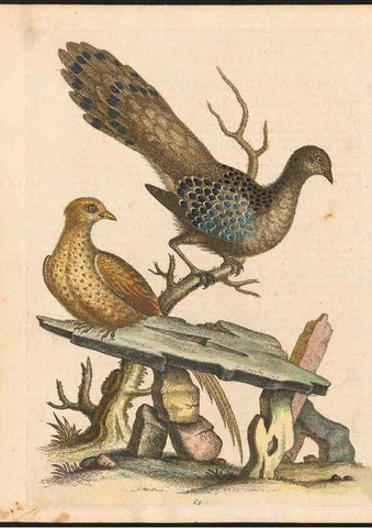 Reproducción/Reproduction 48833322296: A natural history of uncommon birds :. London :Printed for the author, at the College of Physicians in Warwick-Lane,1743-1751.. 