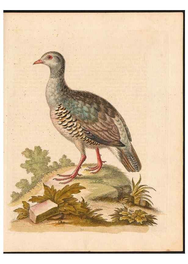 Reproducción/Reproduction 48833322891: A natural history of uncommon birds :. London :Printed for the author, at the College of Physicians in Warwick-Lane,1743-1751.. 