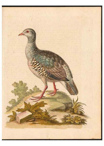 Reproducción/Reproduction 48833322891: A natural history of uncommon birds :. London :Printed for the author, at the College of Physicians in Warwick-Lane,1743-1751.. 
