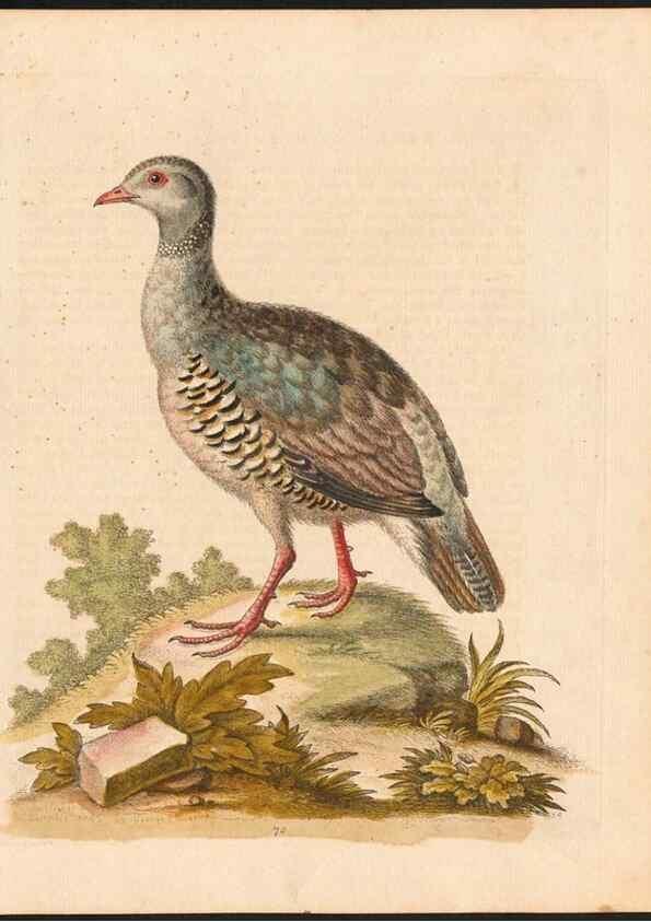 Reproducción/Reproduction 48833322891: A natural history of uncommon birds :. London :Printed for the author, at the College of Physicians in Warwick-Lane,1743-1751.. 