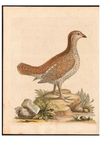 Reproducción/Reproduction 48832950328: A natural history of uncommon birds :. London :Printed for the author, at the College of Physicians in Warwick-Lane,1743-1751.. 